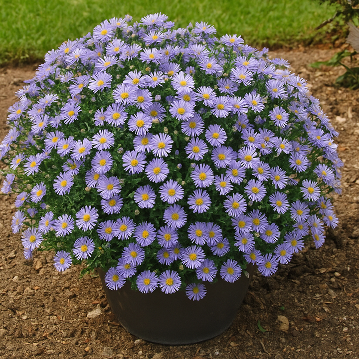 Aster dumosus 'Wood's Blue' (Blue Wood Aster)