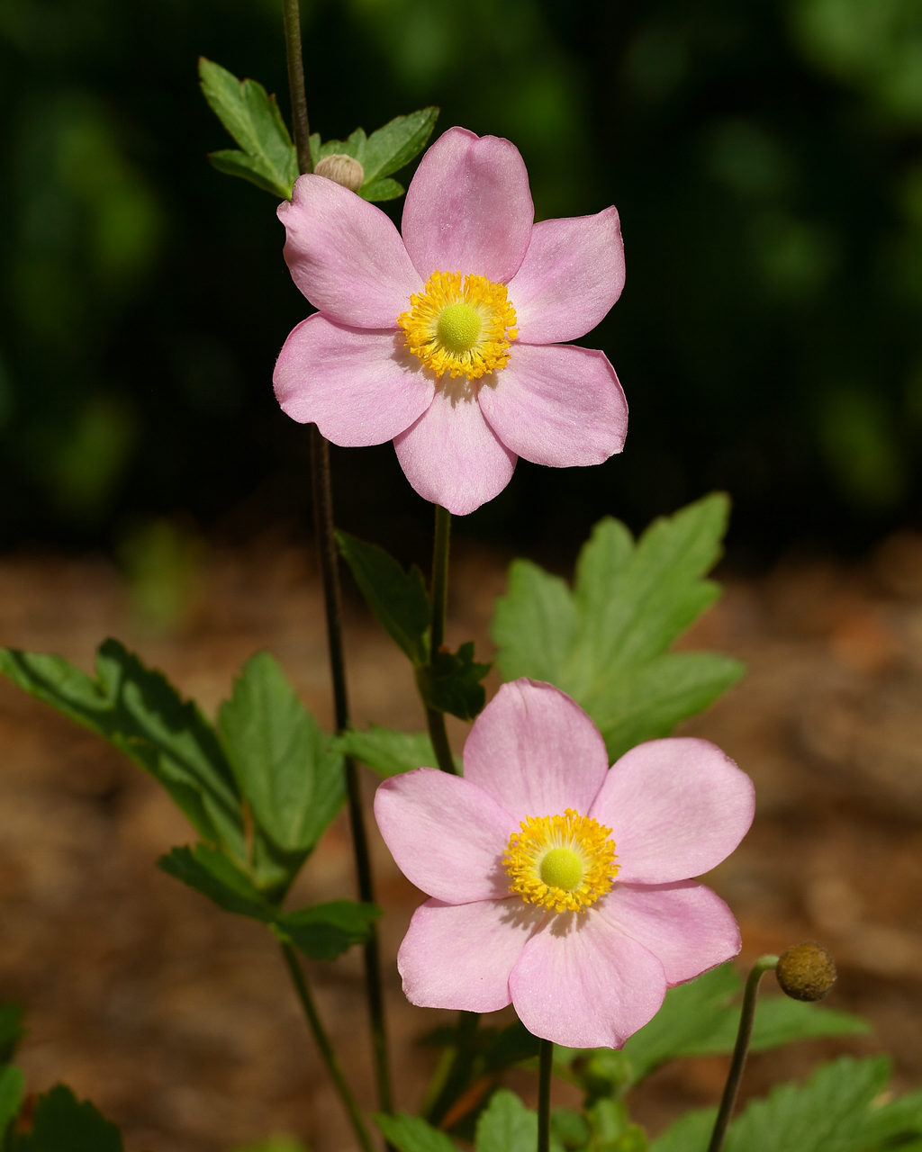Anemone x hybrida 'September Charm' (Windflower)