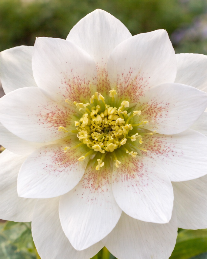 Helleborus x hybridus Winter Jewels® 'Sparkling Diamond' (Lenten Rose)