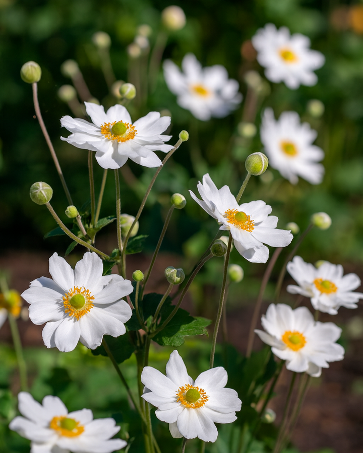 Anemone x hybrida 'Whirlwind' (Windflower)