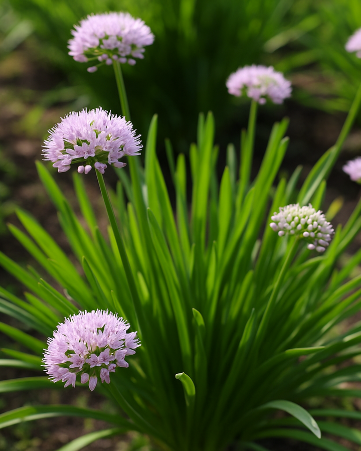 Allium 'Summer Beauty' (Ornamental Onion)