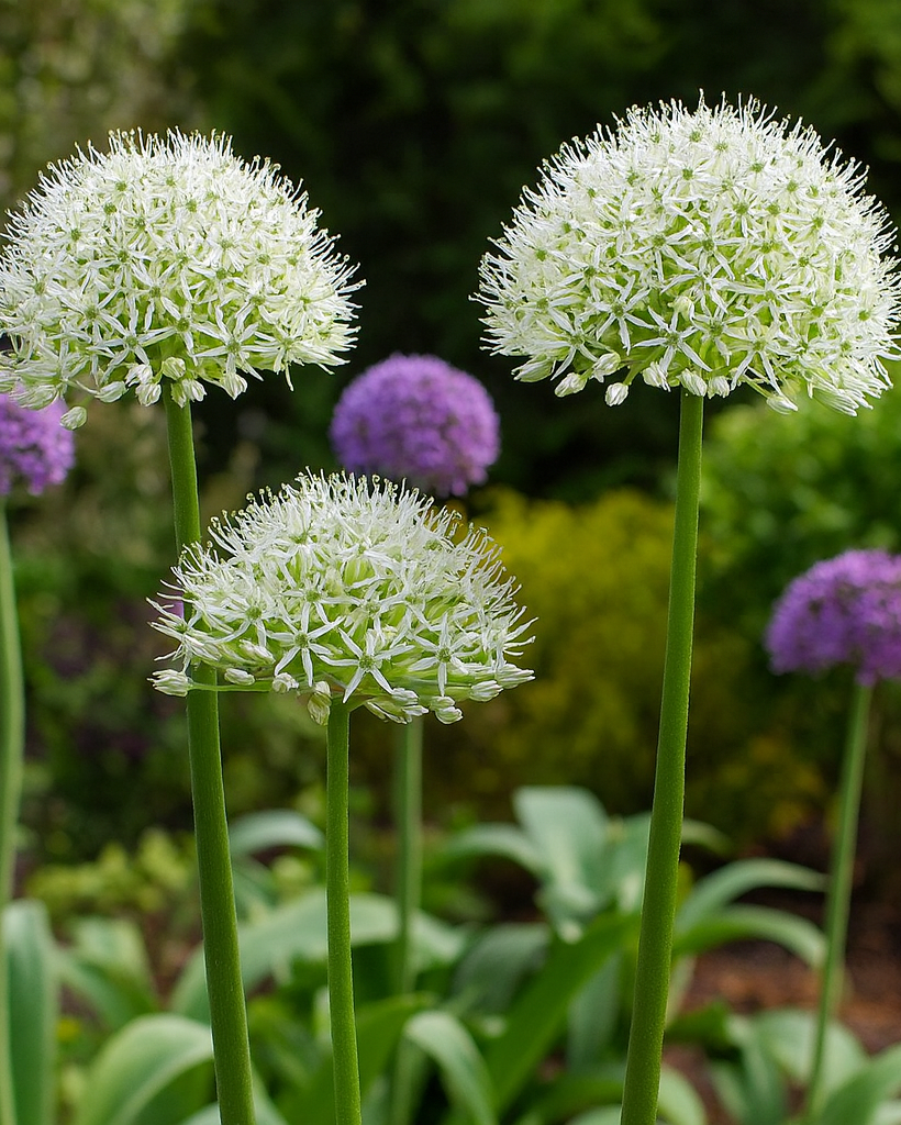 Perennial Farm Marketplace Allium Mt. Everest - Thumbnail 2