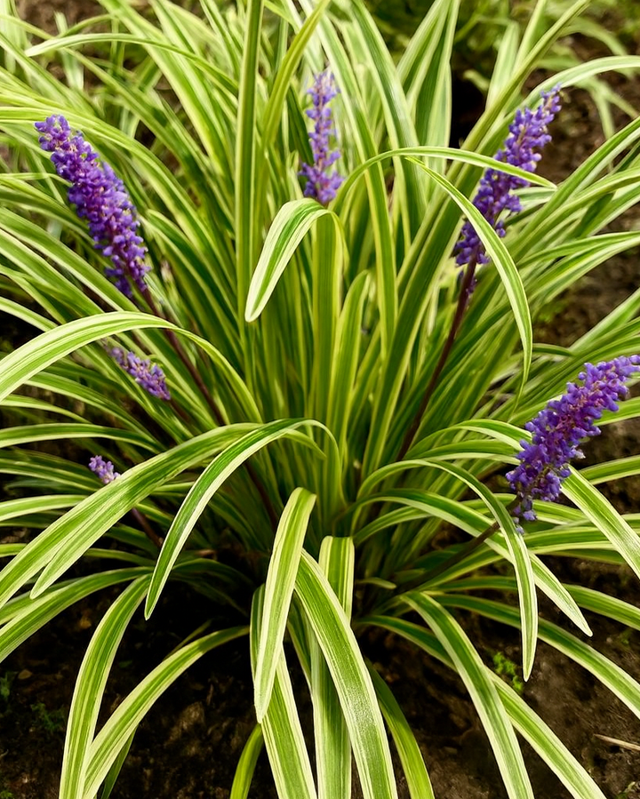 Liriope muscari 'Variegata' (Variegated Lilyturf)