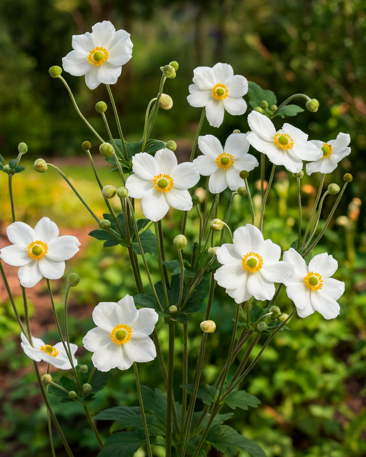 Anemone x hybrida 'Honorine Jobert' (Windflower)