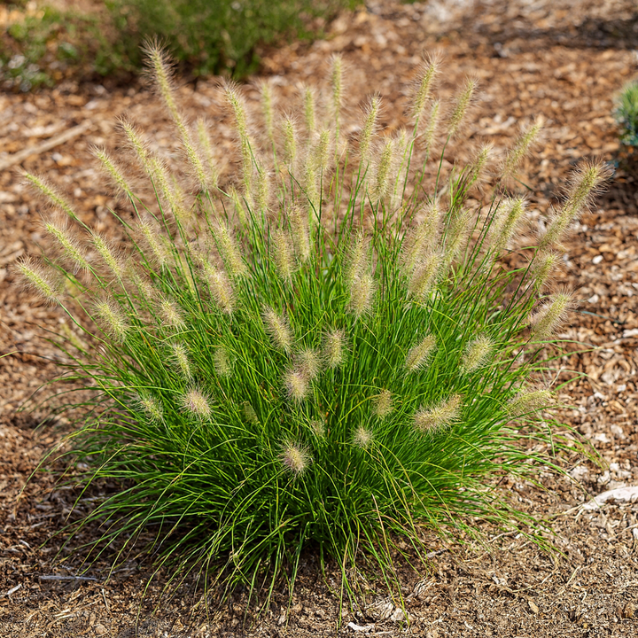 Pennisetum alopecuroides 'Little Bunny' (Fountain Grass)