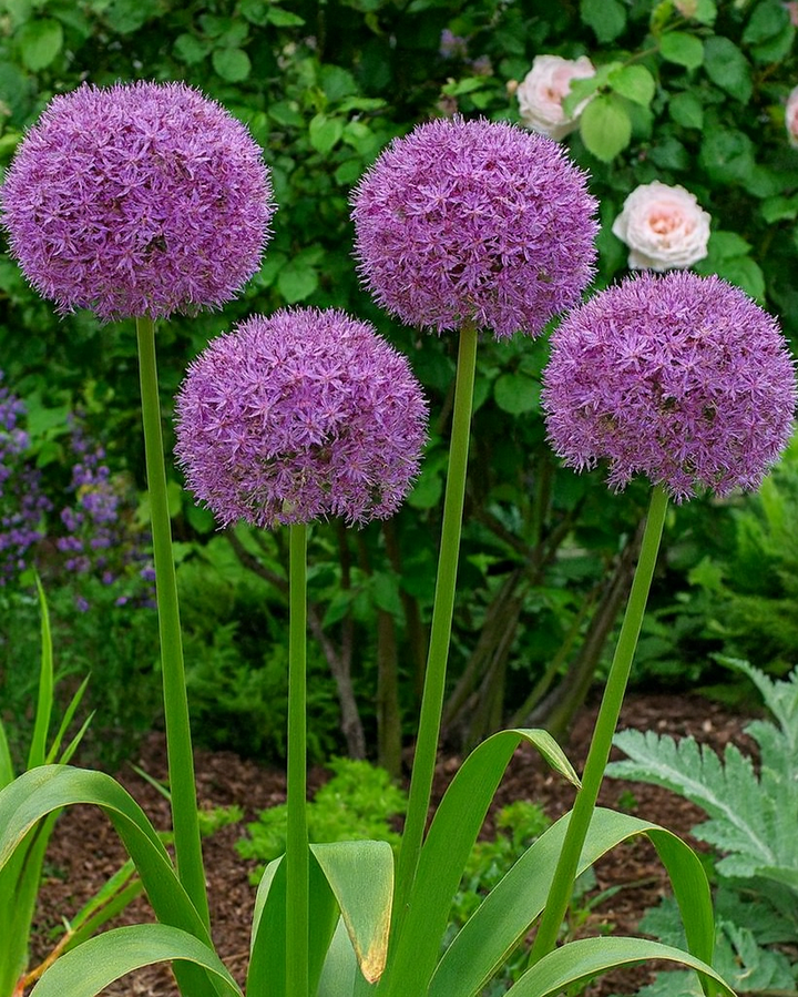Allium 'Globemaster' (Ornamental Onion)