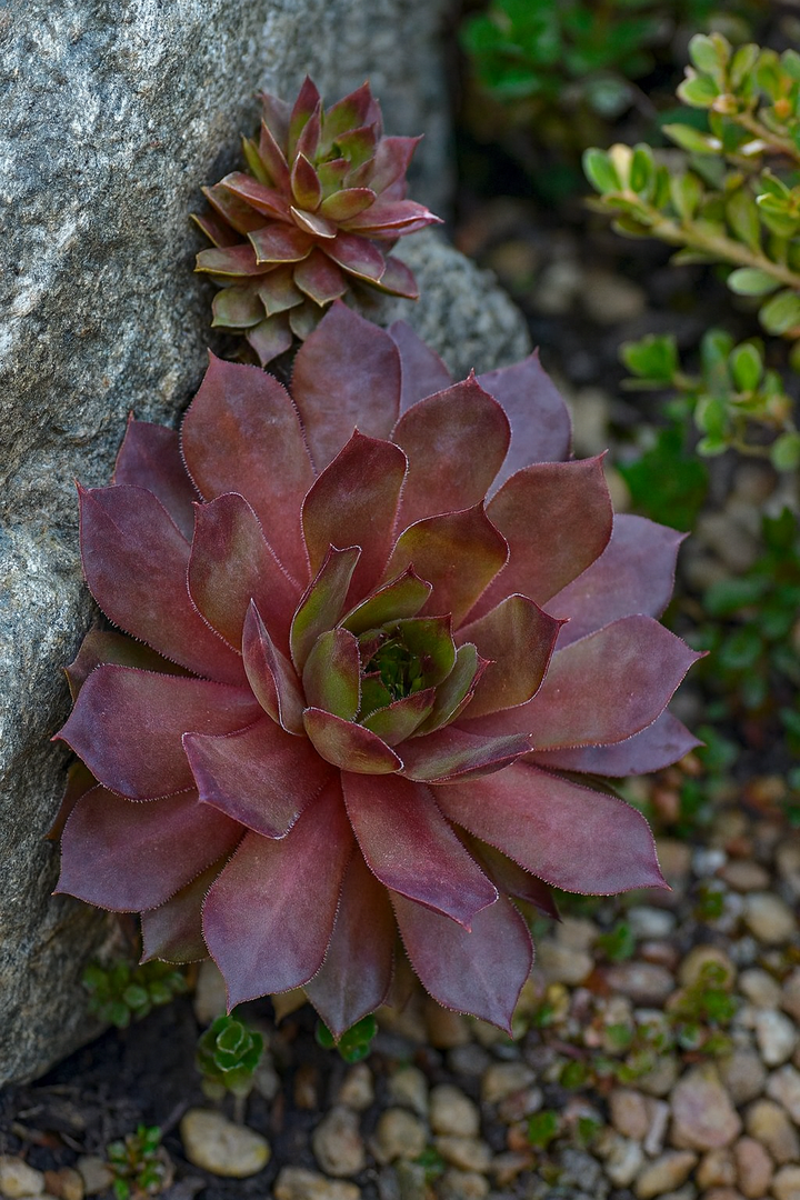 Sempervivum 'Peggy' (Hens and Chicks)