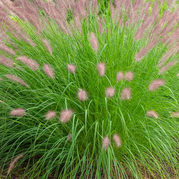 Pennisetum orientale 'Karley Rose' (Oriental Pink Fountain Grass)