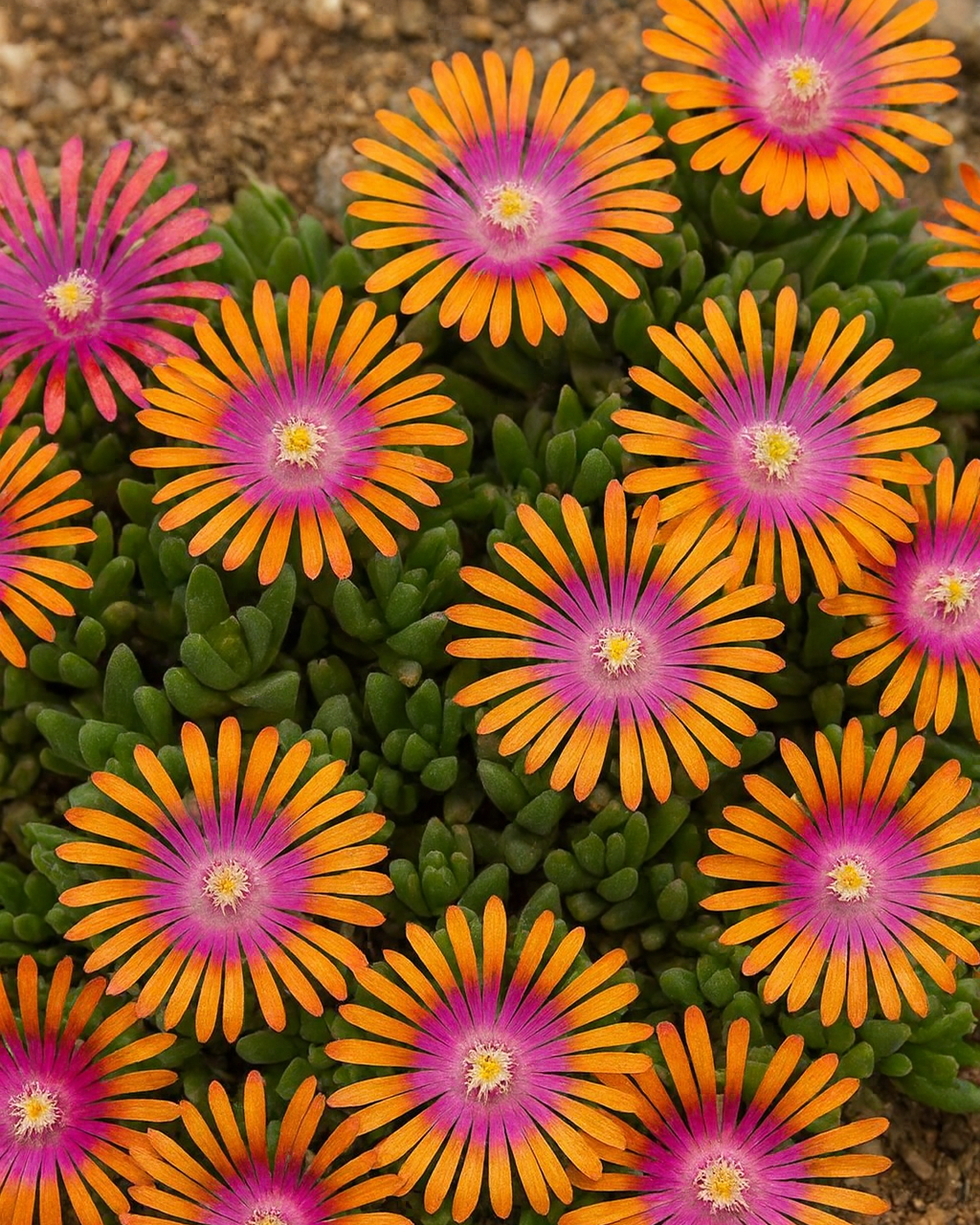 Delosperma 'Fire Spinner' (Ice Plant)