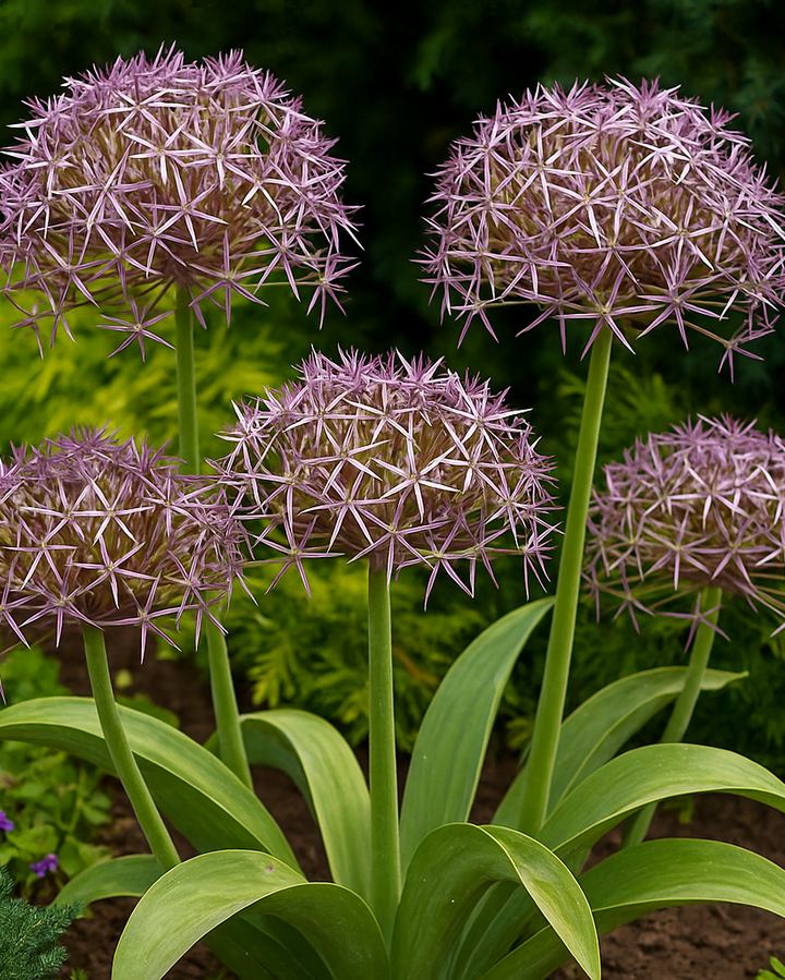 Allium christophii (Star of Persia)