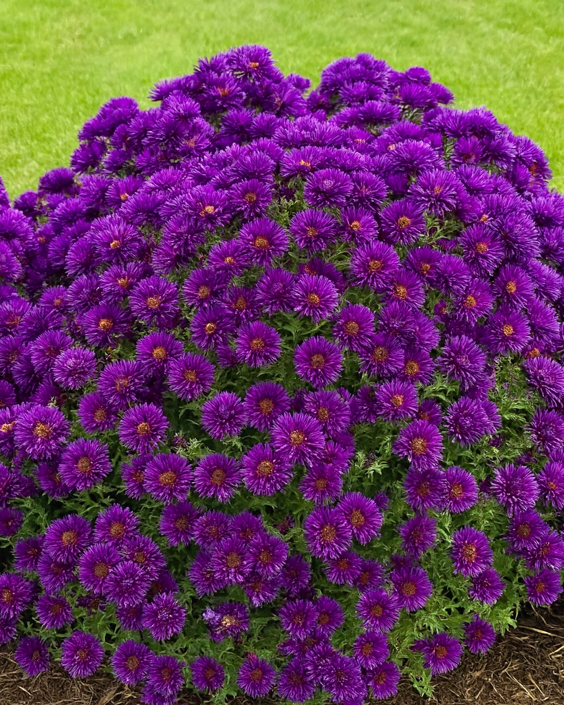 Aster novae-angliae 'Grape Crush' (New England Aster)