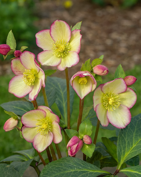 Helleborus Frostkiss® Cherisa® (Lenten Rose) – Perennial Farm
