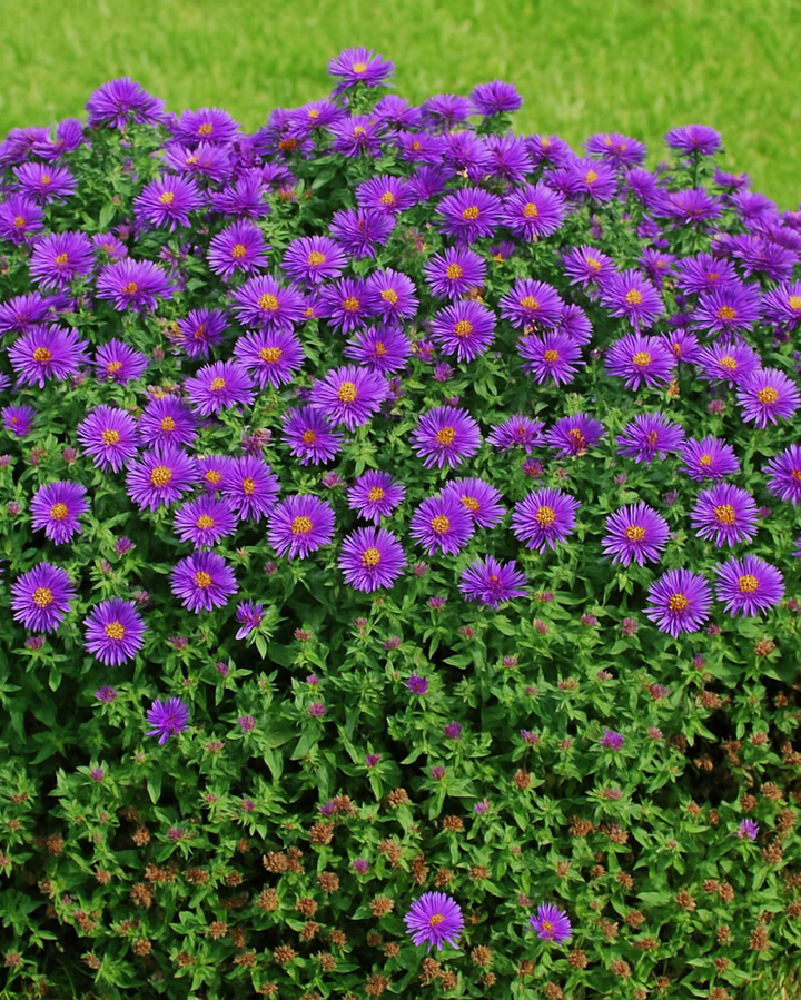 Aster novae-angliae 'Purple Dome' (New England Aster)
