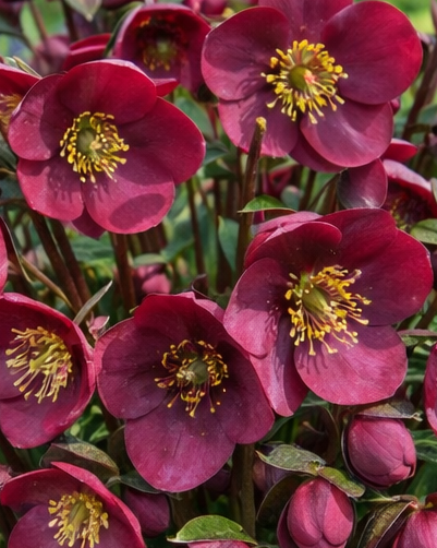 Helleborus Frostkiss® Vibey Velvet™ (Lenten Rose)