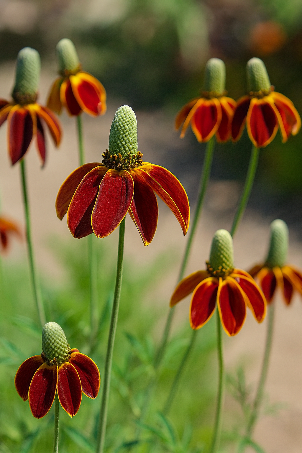 Ratibida columnifera 'Red Midget' (Mexican Hat Plant / Upright Prairie Coneflower)
