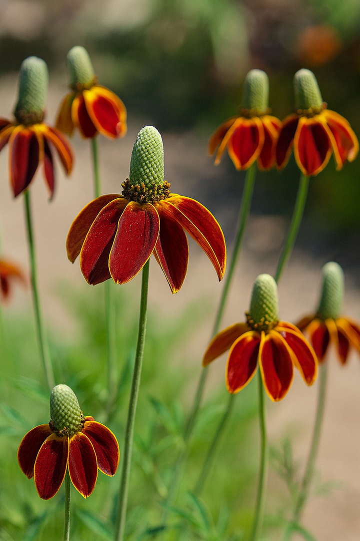 Ratibida columnifera 'Red Midget' (Mexican Hat Plant / Upright Prairie Coneflower)