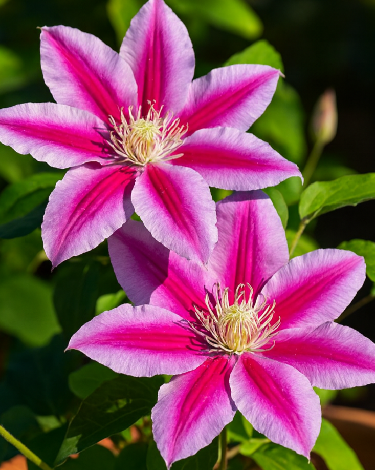 Clematis 'Dr. Ruppel' (Hybrid Clematis)