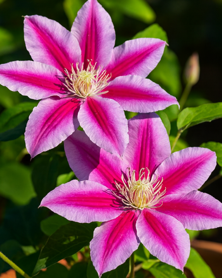 Clematis 'Dr. Ruppel' (Hybrid Clematis)