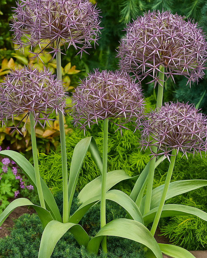 Allium christophii (Star of Persia)