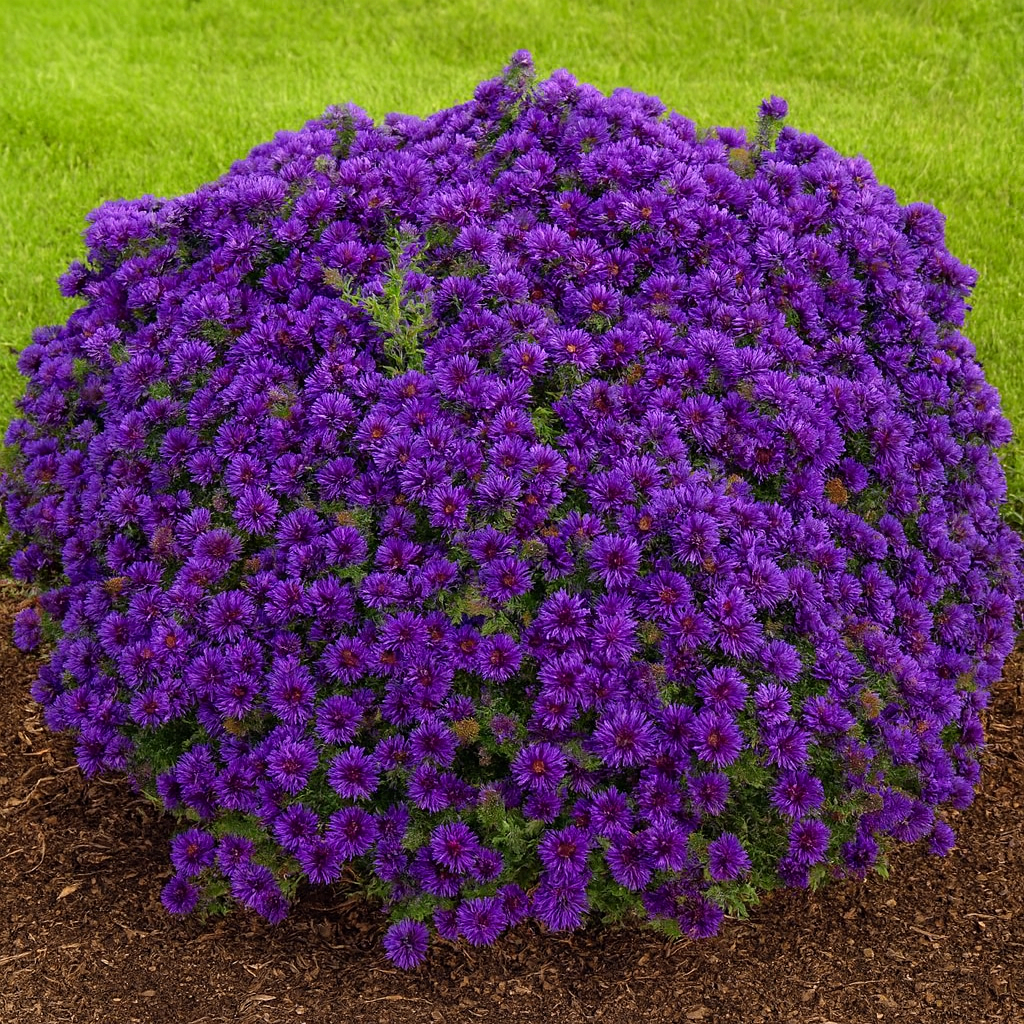 Aster novae-angliae 'Grape Crush' (New England Aster)