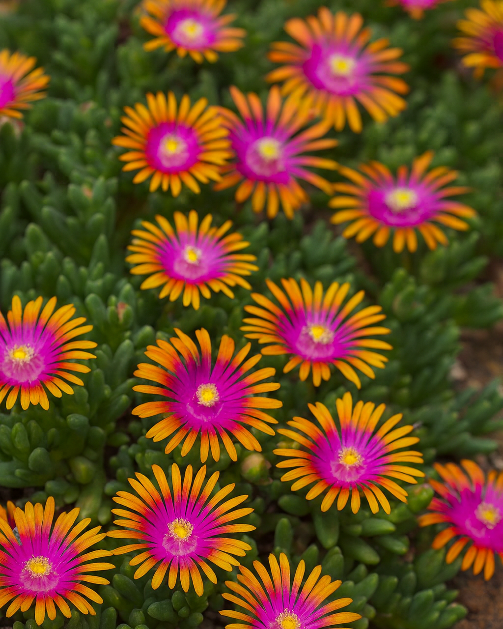 Delosperma 'Fire Spinner' (Ice Plant)