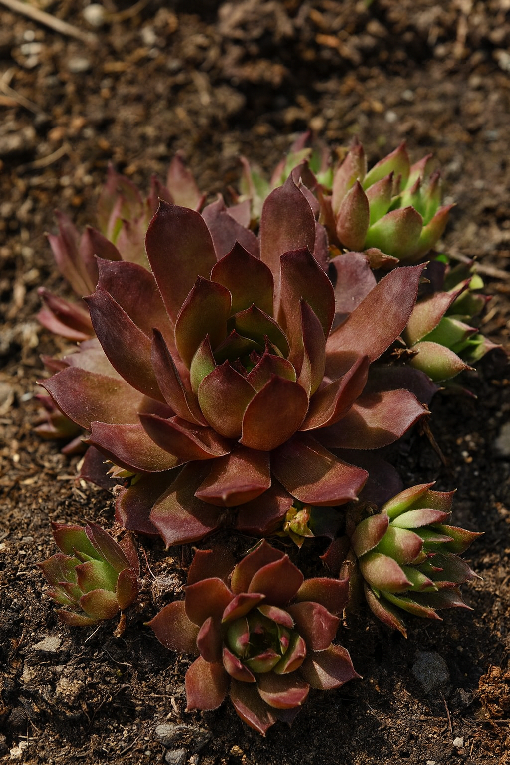 Sempervivum 'Peggy' (Hens and Chicks)