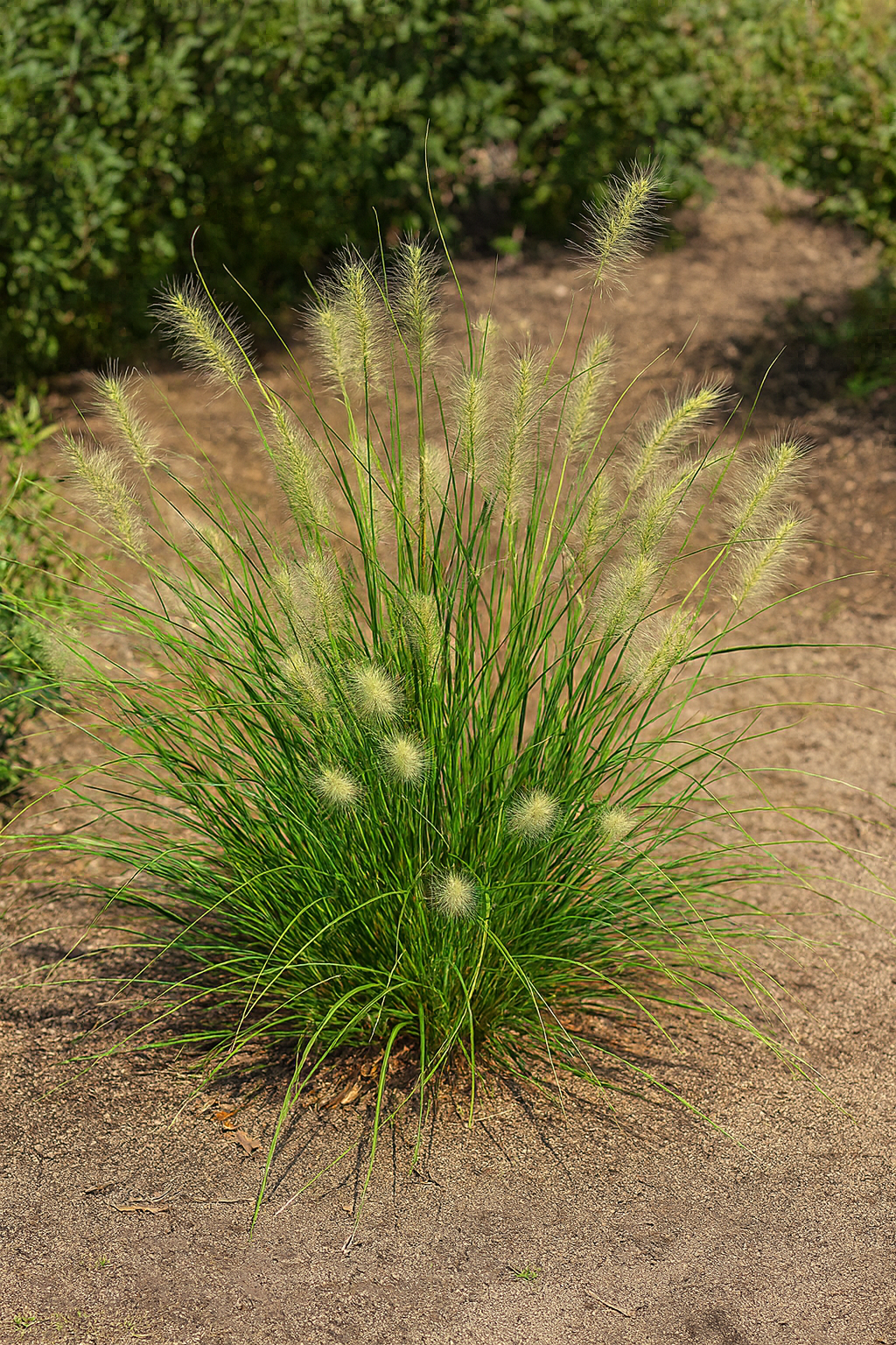 Pennisetum alopecuroides 'Little Bunny' (Fountain Grass)