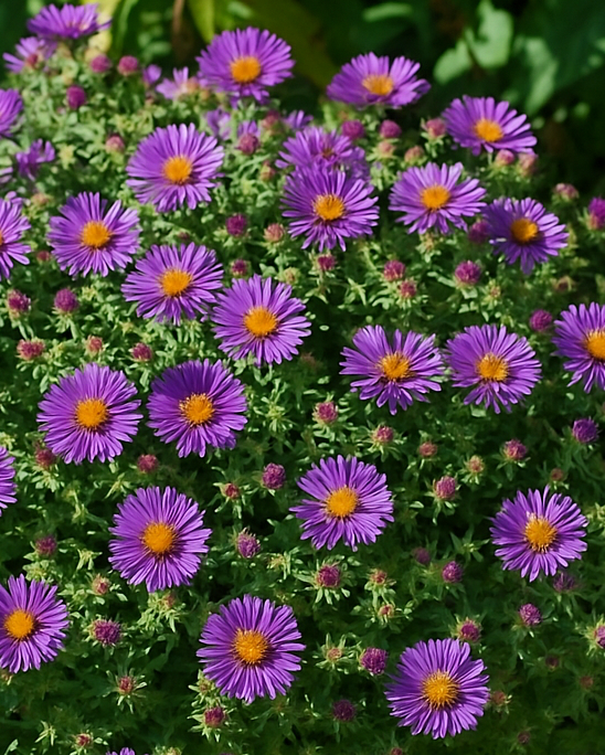 Aster novae-angliae 'Purple Dome' (New England Aster)