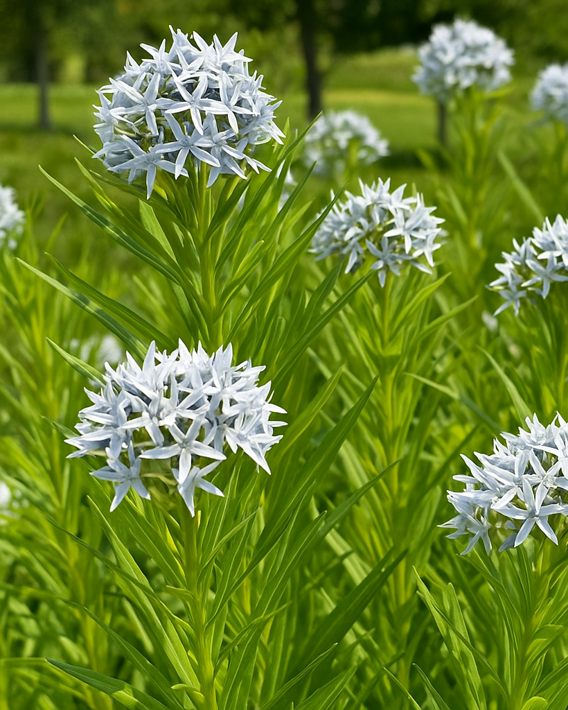 Amsonia x 'Butterscotch™ (Bluestar)
