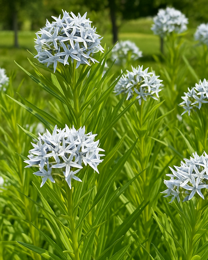 Amsonia x 'Butterscotch™ (Bluestar)