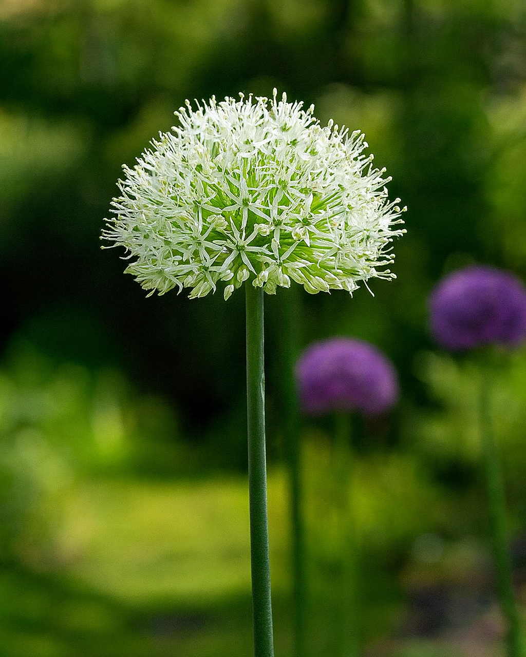 Perennial Farm Marketplace Allium Mt. Everest - Thumbnail 3