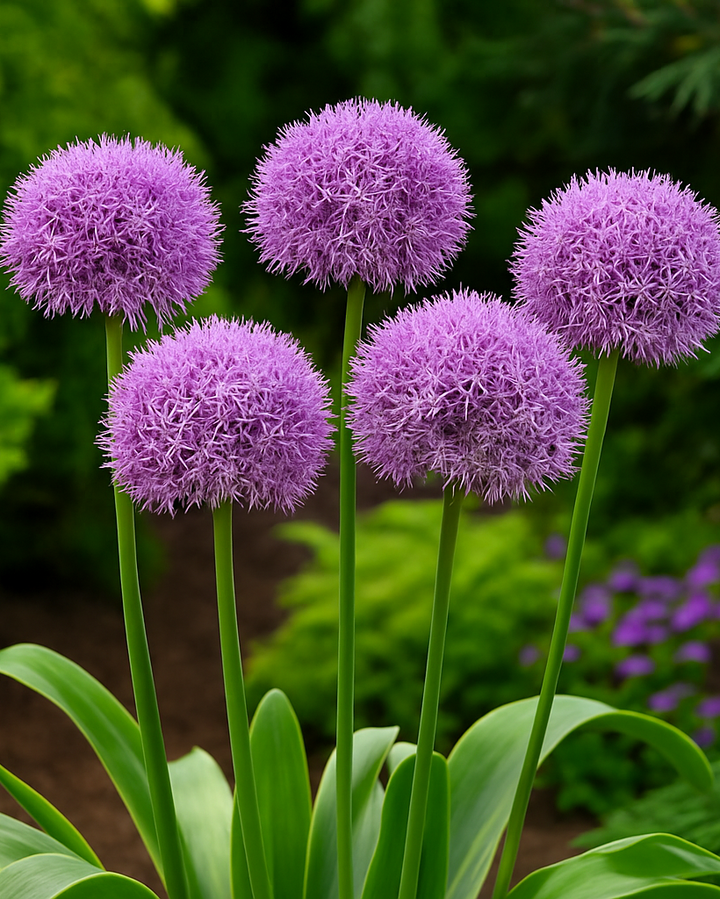 Allium 'Gladiator' (Ornamental Onion)