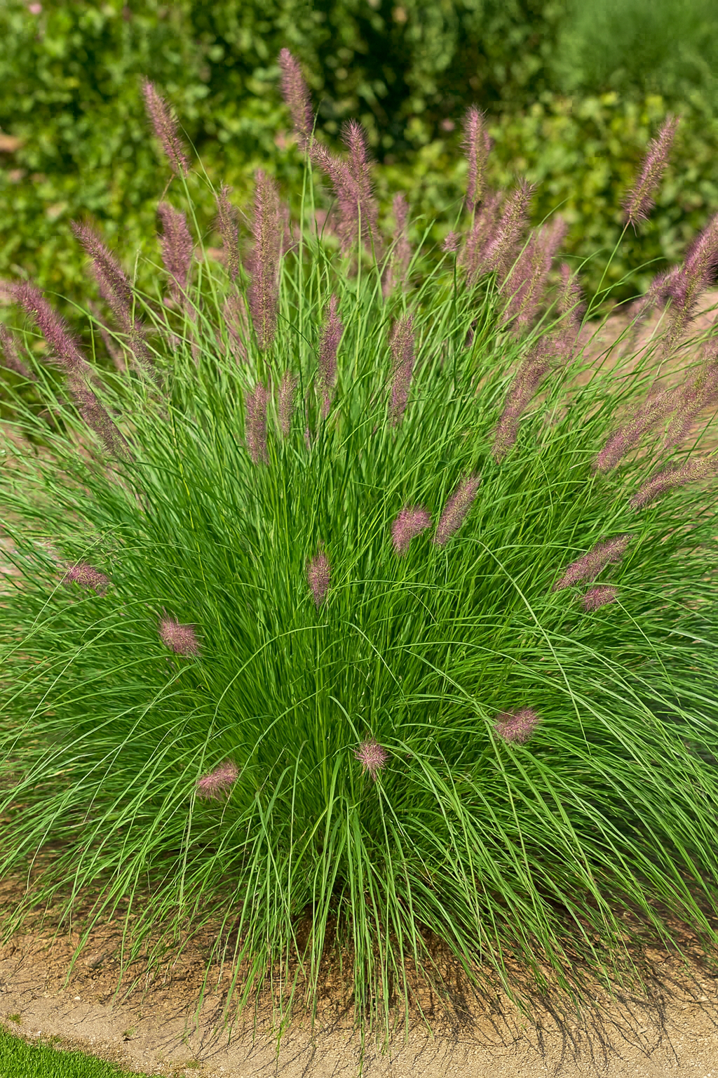 Pennisetum orientale (Oriental Fountain Grass)