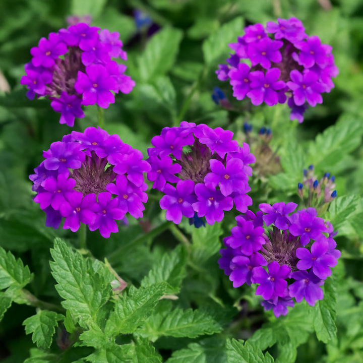 Verbena x 'Homestead Purple' (Vervain)
