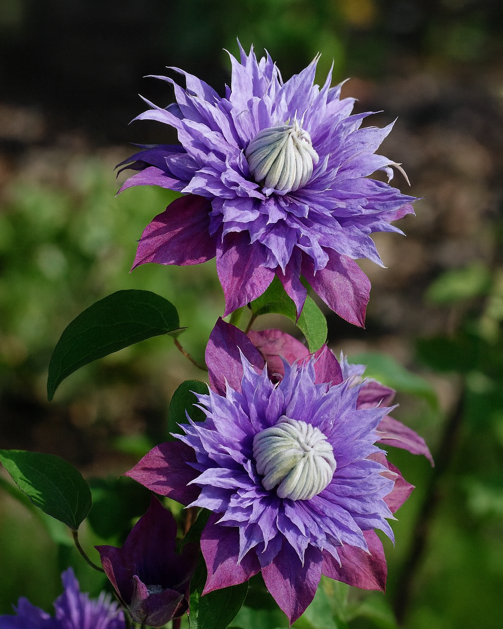 Clematis x viticella Diamantina (Regal® Series Hybrid Clematis)