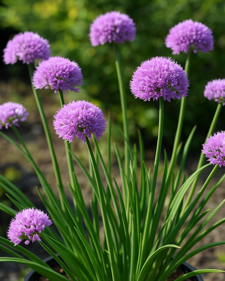 Allium 'Medusa' (Ornamental Onion)