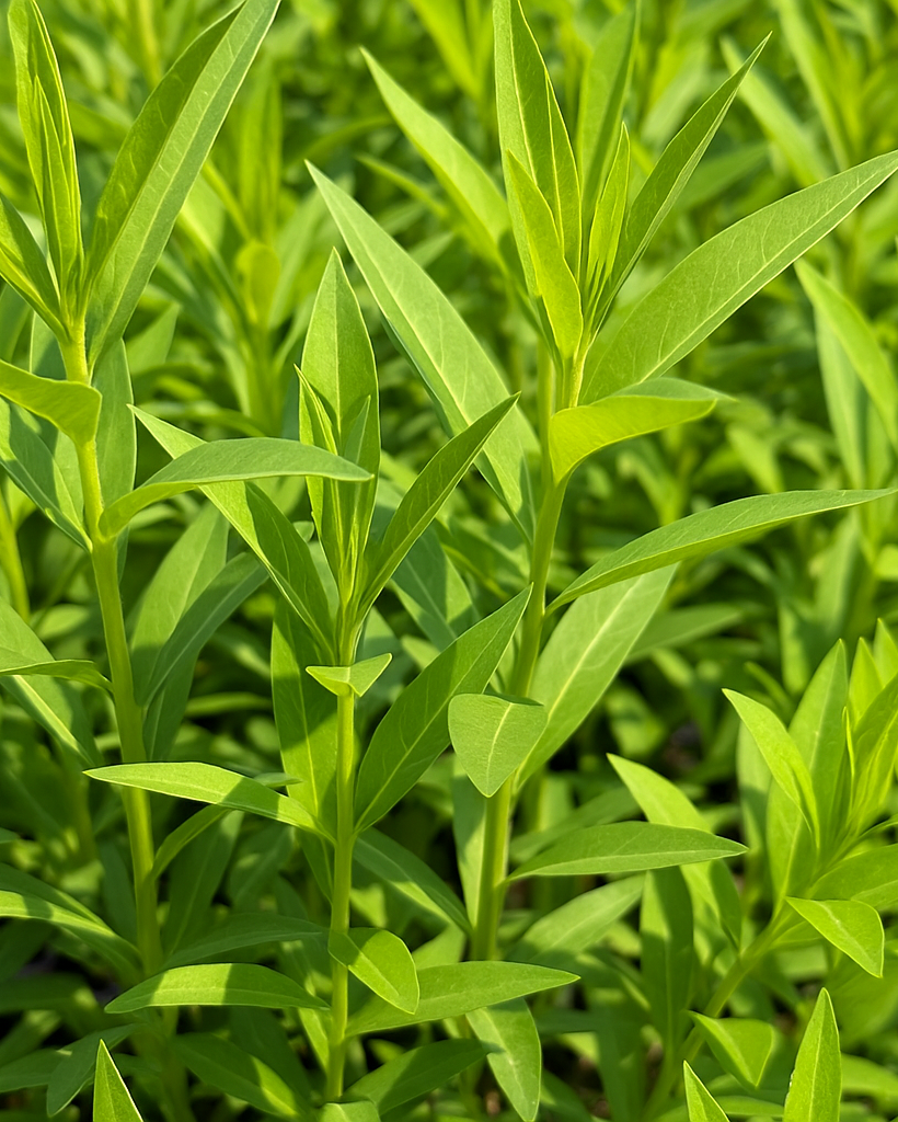 Amsonia x 'Blue Ice' (Bluestar)