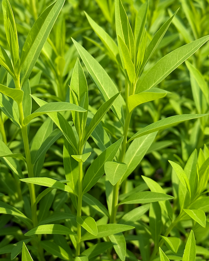Amsonia x 'Blue Ice' (Bluestar)