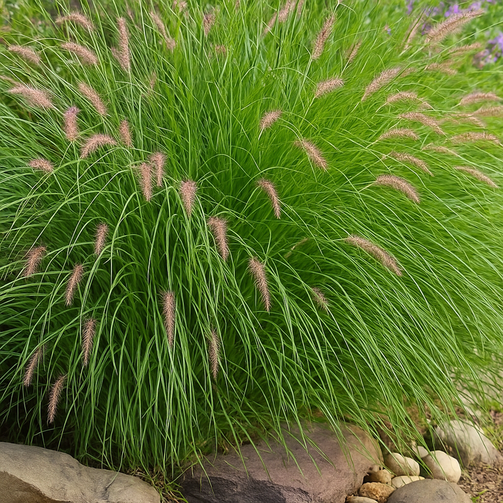 Pennisetum orientale (Oriental Fountain Grass)
