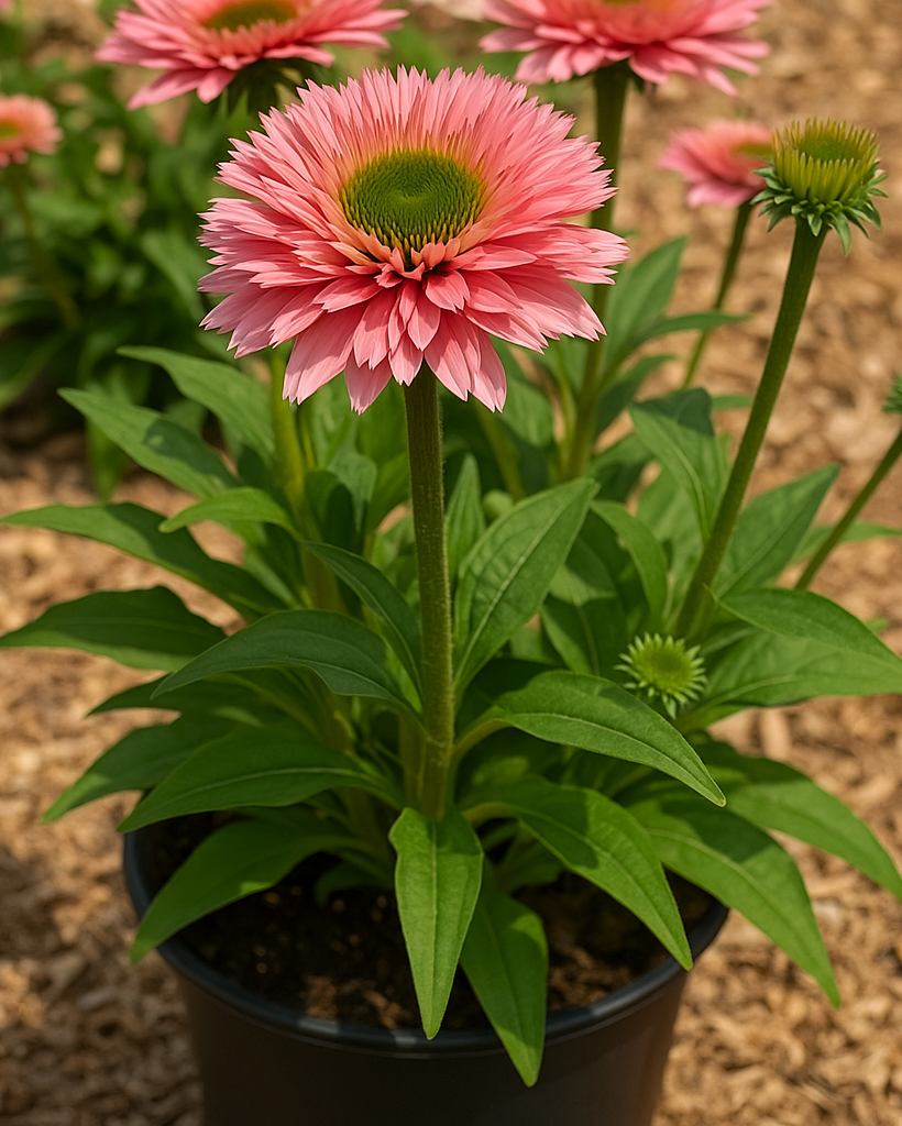 echinacea sunseekers salmon seeds Echinacea x Sunseekers® Salmon (Coneflower) – Perennial Farm Marketplace