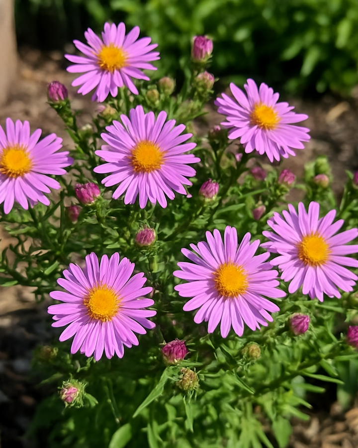 Aster dumosus 'Wood's Pink' (Pink Wood Aster)