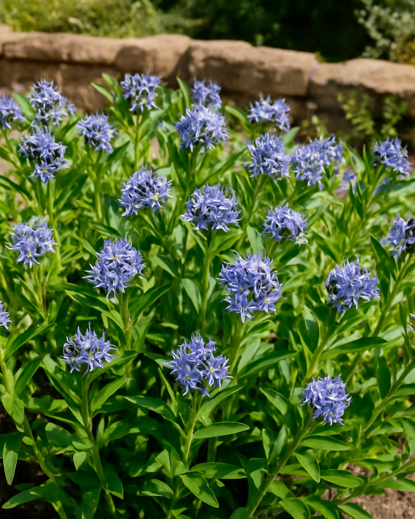 Amsonia x 'Blue Ice' (Bluestar)