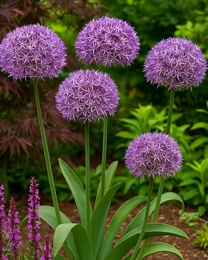 Allium 'Globemaster' (Ornamental Onion)