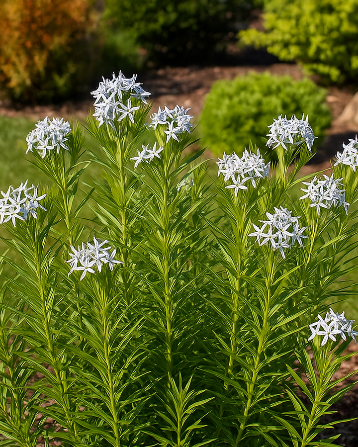 Amsonia x 'Butterscotch™ (Bluestar)
