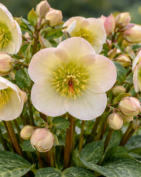 Helleborus x Frostkiss® Moondance™ (Lenten Rose) – Perennial Farm