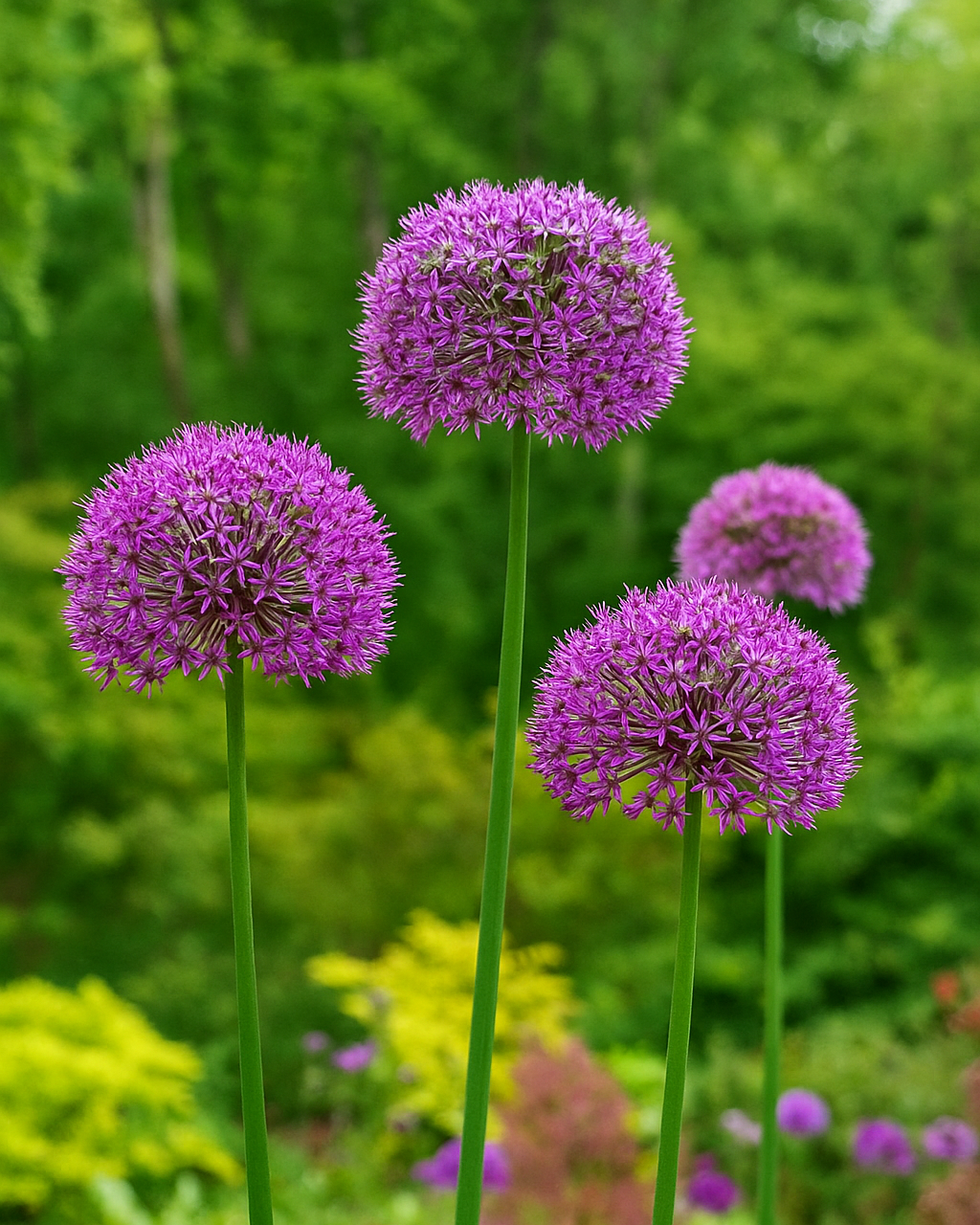 Allium 'Gladiator' (Ornamental Onion)