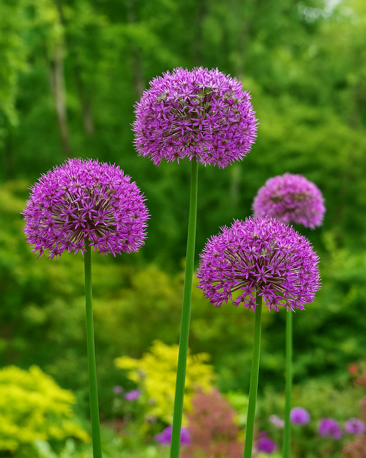 Allium 'Gladiator' (Ornamental Onion)