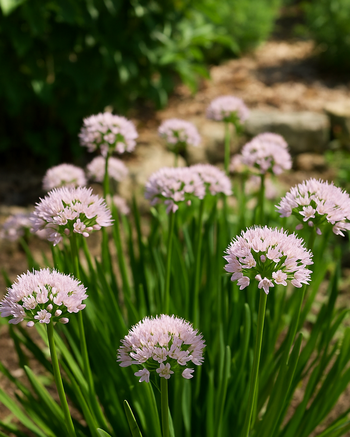 Allium 'Summer Beauty' (Ornamental Onion)