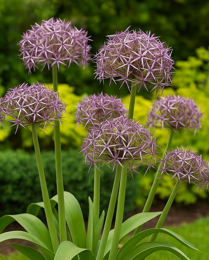 Allium christophii (Star of Persia)