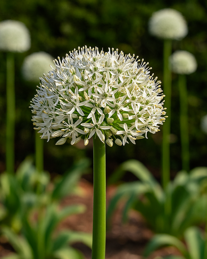 Allium 'Mt. Everest' (Ornamental Onion)